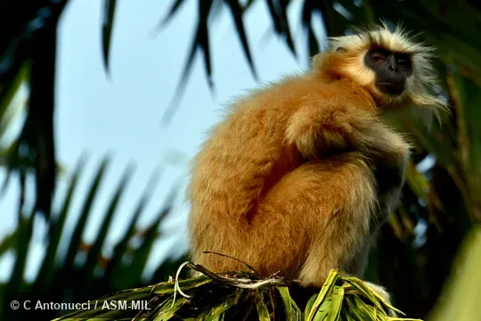 Also as Gee's Golden Langur|Golden Leaf Monkey.