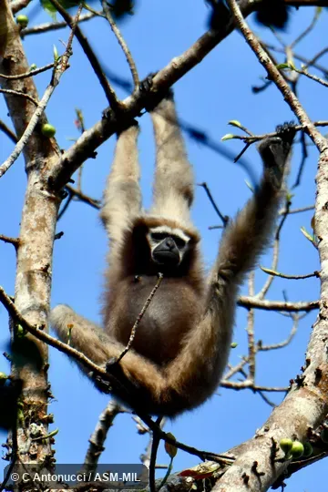 Formerly as Bunopithecus hoolock.  Adult female.  Also as Hoolock Gibbon, Western White-browed Gibbon.