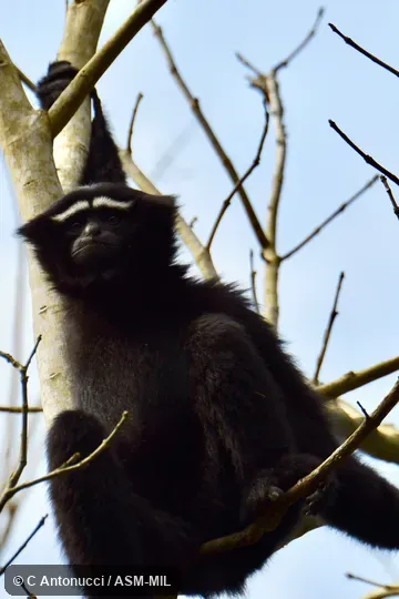 Formerly as Bunopithecus hoolock.  Adult male.  Also as Hoolock Gibbon, Western White-browed Gibbon.