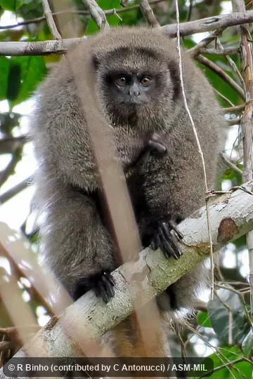 Also as Black-handed Titi|Coastal Black-handed Titi|Southern Bahian Masked Titi. Also as Black-handed Titi|Coastal Black-handed Titi|Southern Bahian Masked Titi.