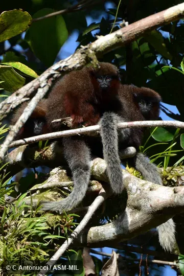 Formerly Callicebus cupreus.