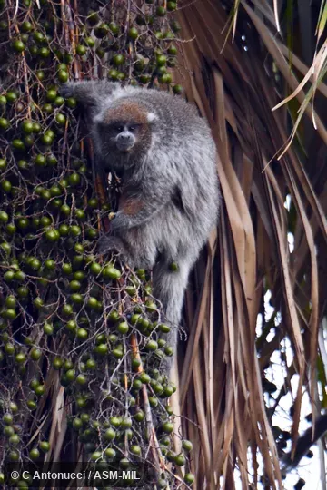 Formerly Callicebus pallescens. Also as Chacoan Titi Monkey|Paraguayan Gray Titi|White-coated Titi. Formerly Callicebus pallescens. Also as Chacoan Titi Monkey|Paraguayan Gray Titi|White-coated Titi.