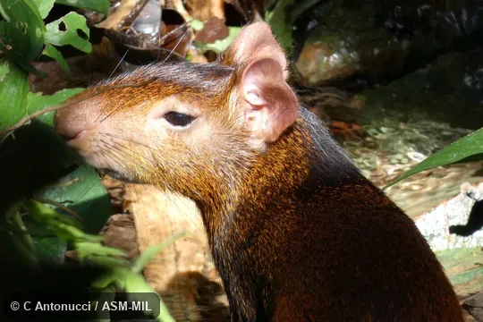 Also as Brazilian Agouti, Orange-rumped Agouti, Red-rumped Agouti.
