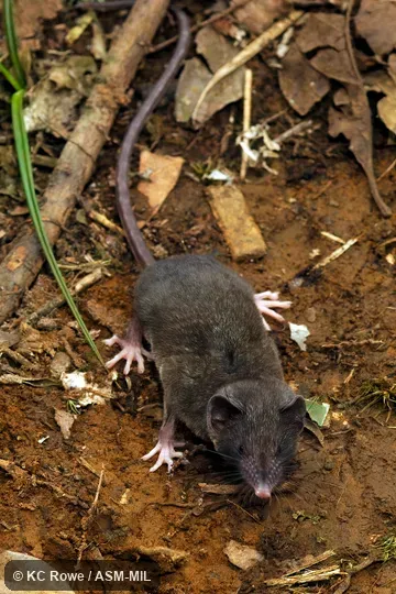 Formerly Soricomorpha.