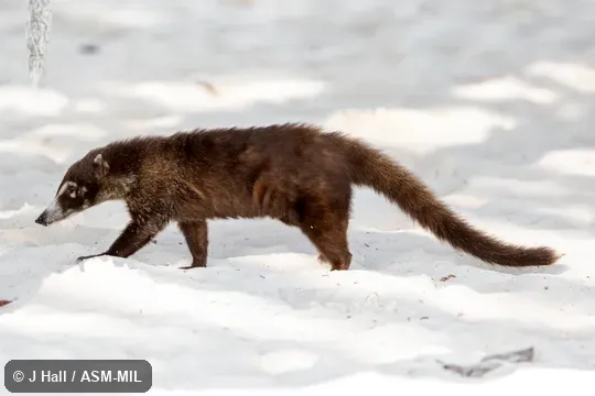 Nasua narica nelsoni.  Also as Coatimundi.