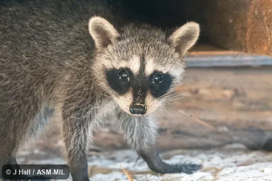 Also as Pygmy Raccoon.