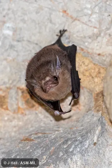 Also as Least Sac-winged Bat.