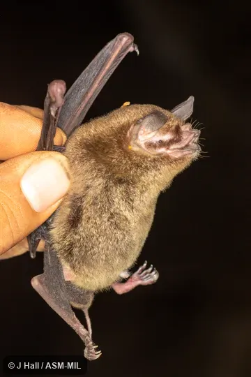 Formerly Pteronotus davyi fulvus.