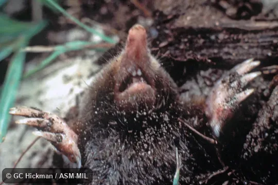 Close-up view of ventral side of head & view of forelimbs.  Formerly Soricomorpha.