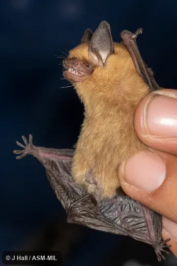 Formerly Rhogeessa alleni.