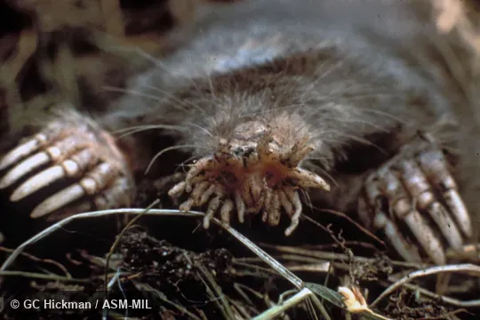 Close-up of head showing nasal rays.  Formerly Soricomorpha.