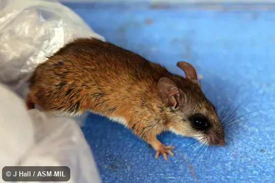 Formerly Peromyscus perfulvus chrysopus, Tawny Deermouse.