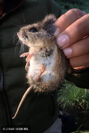 Also as Black-eared Mouse.