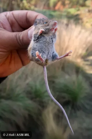 May represent a different species. May represent a different species.