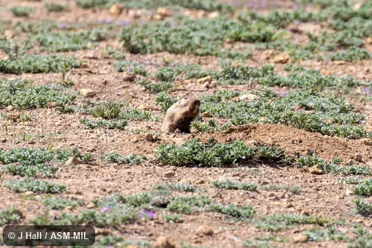Also as Fulvous Pocket Gopher.
