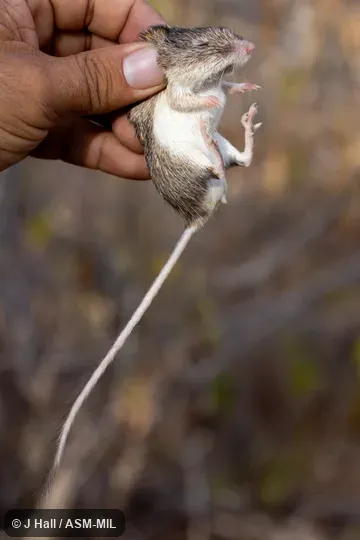 Chaetodipus ammophilus dalquesti. Formerly Chaetodipus arenarius dalquesti, Little Desert Pocket Mouse. Chaetodipus ammophilus dalquesti. Formerly Chaetodipus arenarius dalquesti, Little Desert Pocket Mouse.