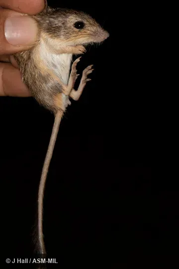 Formerly Chaetodipus pernix pernix, Sinaloan Pocket Mouse.
