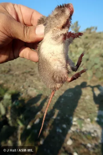 Formerly Liomys irroratus.