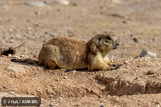 Also as Mexican Prairie Marmot.