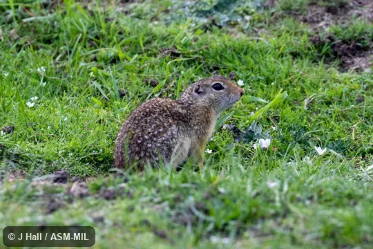 Formerly Spermophilus (Ictidomys) mexicanus mexicanus, Mexican Ground Squirrel. Formerly Spermophilus (Ictidomys) mexicanus mexicanus, Mexican Ground Squirrel.