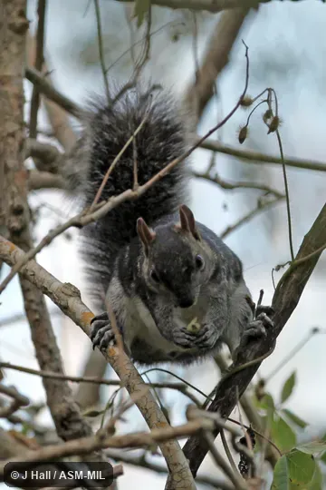 Also as Echinosciurus colliaei.