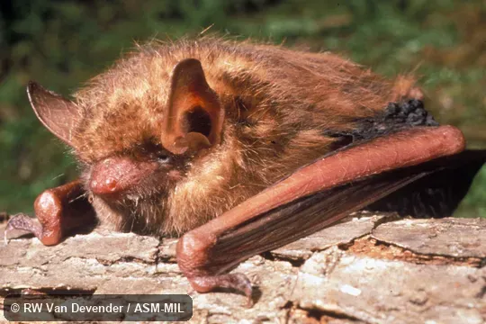Close-up view on tree trunk. Formerly Pipistrellus subflavus, Eastern Pipistrelle. Close-up view on tree trunk. Formerly Pipistrellus subflavus, Eastern Pipistrelle.