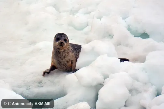 Also as Largha Seal. Also as Largha Seal.