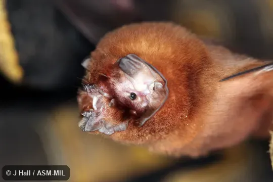 Also as Blainville's Ghost-faced Bat.