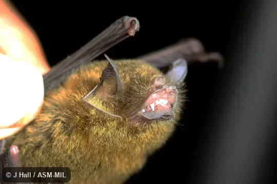 Formerly Pteronotus parnellii portoricensis.