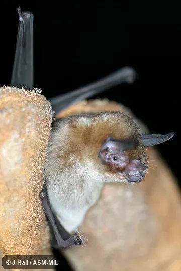 Pteronotus quadridens fuliginosus. Pteronotus quadridens fuliginosus.