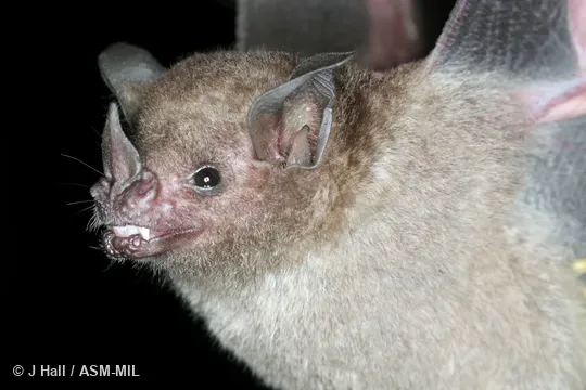 Also as Hahn's Short-tailed Bat.