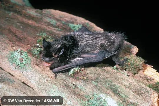 Side view of bat on log. Also as Black Bat|Silver Bat|Silver-black Bat. Side view of bat on log. Also as Black Bat|Silver Bat|Silver-black Bat.