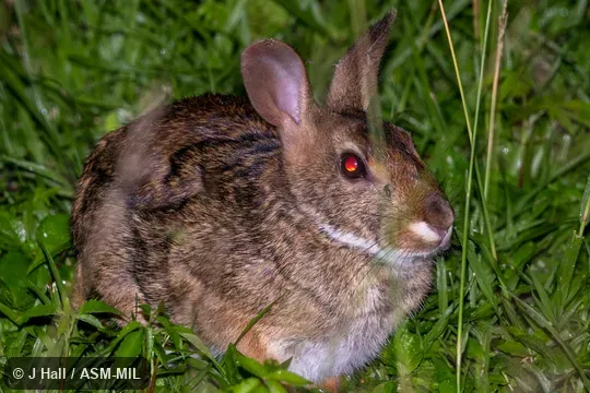 Sylvilagus gabbi gabbi.  Formerly Sylvilagus brasiliensis gabbi, Tapeti.  Also as Central American Forest Rabbit|Tropical Cottontail.  Identified by Luis Ruedas.