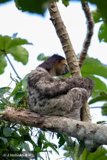 Also as Pale-throated Sloth. Also as Pale-throated Sloth.