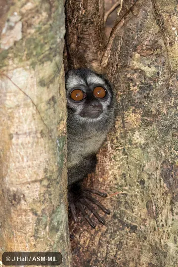 Formerly Aotus lemurinus zonalis.  Also as Chocó Owl Monkey.  Formerly in Cebidae.