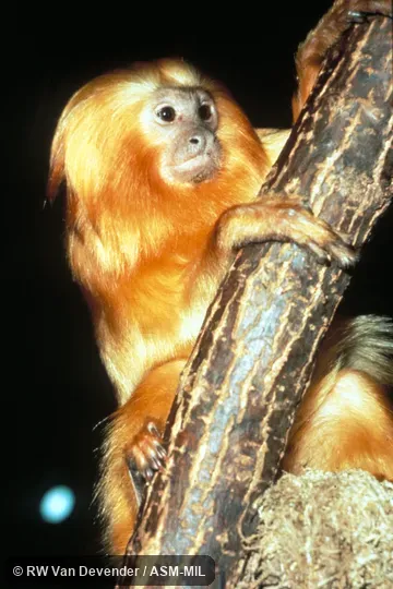 View of marmoset in tree.  Formerly Cebidae (Callitrichinae).