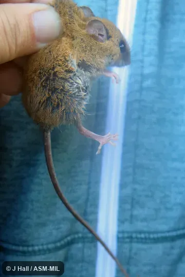 Formerly Reithrodontomys mexicanus garichensis. Formerly Reithrodontomys mexicanus garichensis.