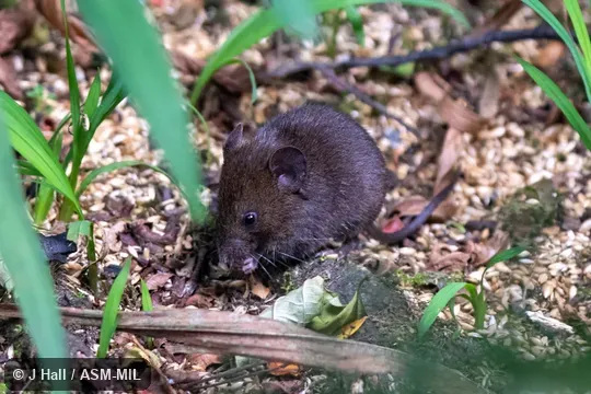 Also as Chiriqui Brown Mouse|Chiriqui Singing Mouse.