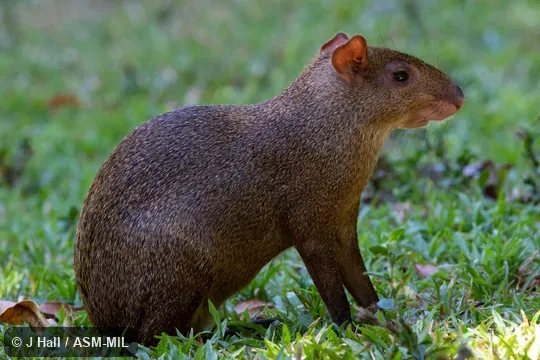 Also as Coiba Island Agouti.