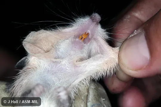 Heteromys salvini vulcani. Formerly Liomys salvini. Heteromys salvini vulcani. Formerly Liomys salvini.