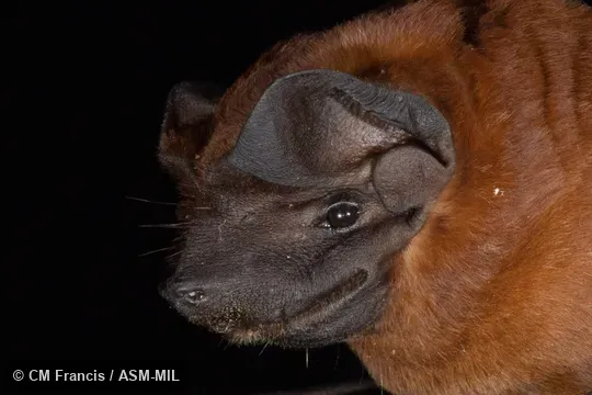 Formerly Molossus rufus nigricans, Black Mastiff Bat.  Identified by Nancy Simmons or Beth Clare.