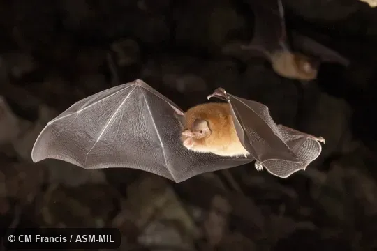 Formerly Natalus stramineus mexicanus.  Also as Mexican Greater Funnel-eared Bat.  Identified by Nancy Simmons or Beth Clare.