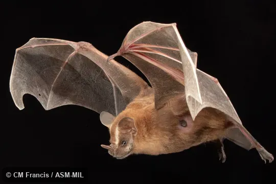 Formerly Artibeus lituratus intermedius, Great Fruit-eating Bat. Identified by Nancy Simmons or Beth Clare. Formerly Artibeus lituratus intermedius, Great Fruit-eating Bat. Identified by Nancy Simmons or Beth Clare.