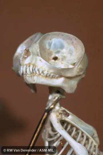 Oblique view of skull, showing large eye-socket.  Formerly as Tarsius bancanus, Horsfield’s Tarsier.