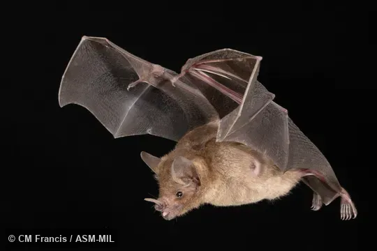 Identified by Nancy Simmons or Beth Clare.  Also as Common Short-tailed Bat.