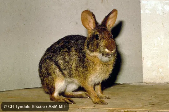 Captive adult female. Also as Forest Rabbit|Tapeti. Captive adult female. Also as Forest Rabbit|Tapeti.