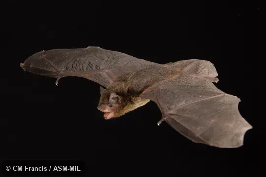 Identified by Nancy Simmons or Beth Clare.