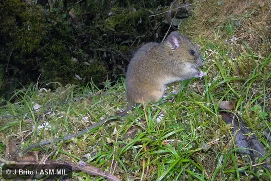 MECN 5259, paratype, adult female