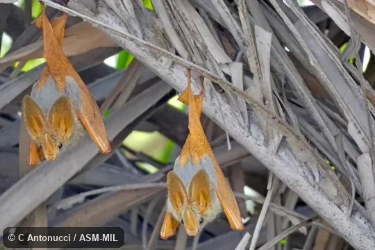 Also as African Yellow-winged Bat, Yellow-winged Bat.