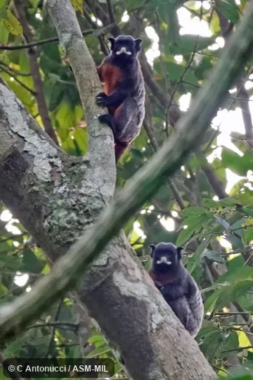 Also as Geoffroy's Red-bellied Tamarin|Red-chested Mustached Tamarin|White-lipped Tamarin|Gray's Red-bellied Tamarin|Thomas's Mustached Tamarin|Thomas's Red-bellied Tamarin. Also as Geoffroy's Red-bellied Tamarin|Red-chested Mustached Tamarin|White-lipped Tamarin|Gray's Red-bellied Tamarin|Thomas's Mustached Tamarin|Thomas's Red-bellied Tamarin.